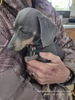 Ellie Rose, a female Miniature Dachshund and Miniature Bernedoodle for sale in Newberry, SC – 5 of 6