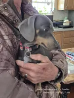 Ellie Rose, a female Miniature Dachshund and Miniature Bernedoodle for sale in Newberry, SC – 6 of 6
