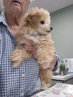 Sonny, a male Poodle - Toy  for sale in Newberry, SC – 4 of 6