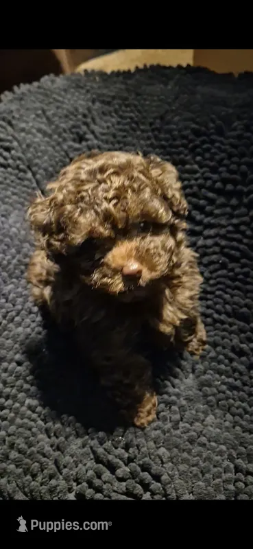 Yum Yum – Poodle - Toy  puppy for sale in Newberry, SC