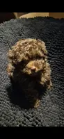 Yum Yum, a male Poodle - Toy  for sale in Newberry, SC – 1 of 5
