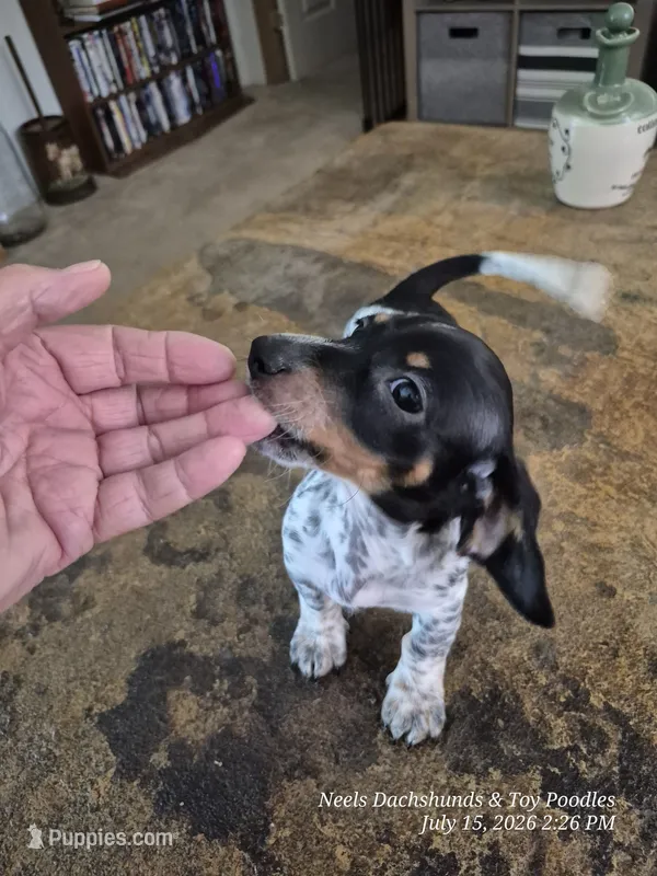 Rascal – Dachshund puppy for sale in Newberry, SC