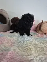 Axel, a male Poodle - Toy  for sale in Newberry, SC – 2 of 5