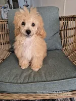 Fozzie Bear, a male Poodle - Toy  for sale in Newberry, SC – 1 of 4