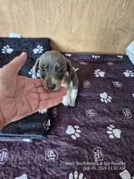 STELLA GRACE, a female Miniature Dachshund for sale in Newberry, SC – 7 of 7