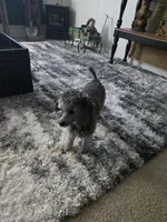 Lila, a female Poodle - Toy  for sale in Newberry, SC – 6 of 10