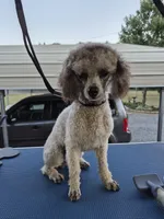 Lila, a female Poodle - Toy  for sale in Newberry, SC – 10 of 10