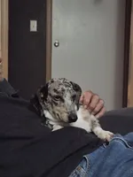 Joseph, a male Miniature Dachshund for sale in Newberry, SC – 2 of 8
