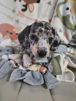 Joseph, a male Miniature Dachshund for sale in Newberry, SC – 6 of 8