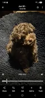 Yum Yum, a male Poodle - Toy  for sale in Newberry, SC – 3 of 5