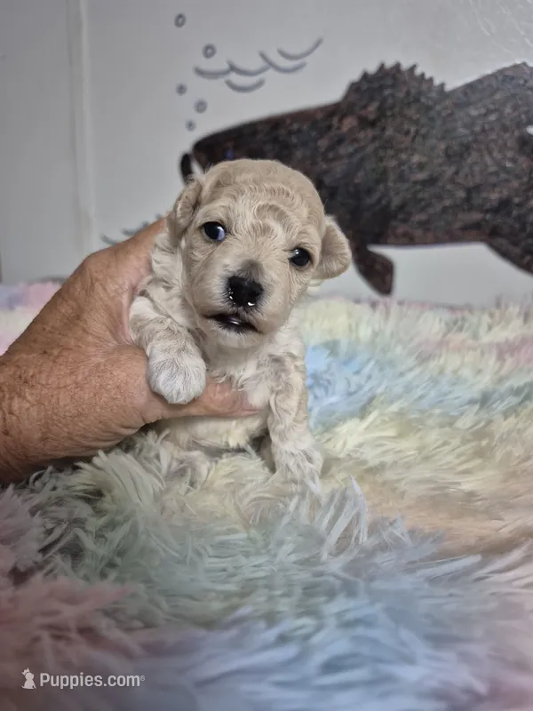 Aspen – Poodle - Toy  puppy for sale in Newberry, SC
