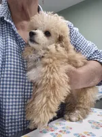 Sonny, a male Poodle - Toy  for sale in Newberry, SC – 6 of 6