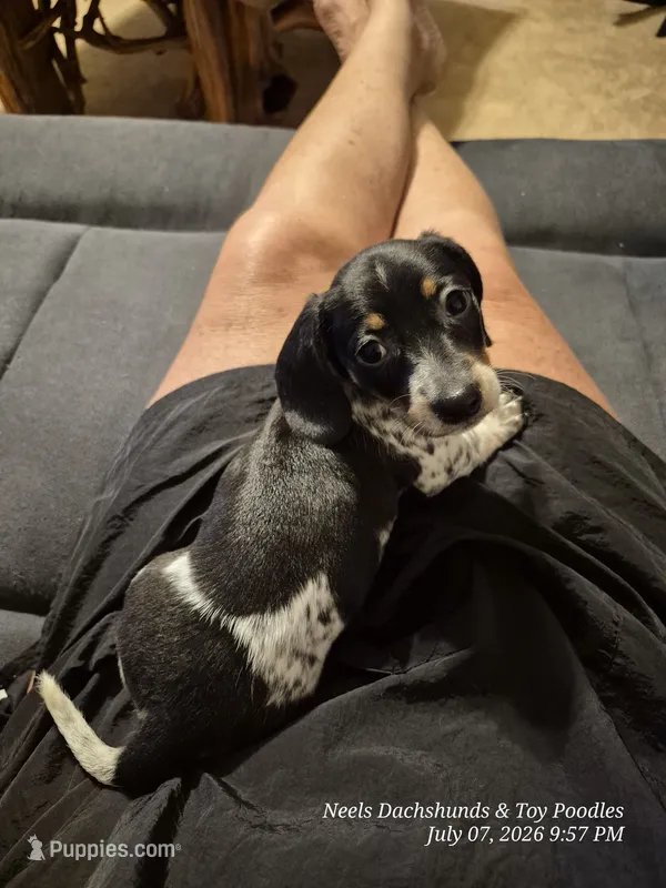 Ducky – Dachshund puppy for sale in Newberry, SC