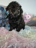 Diesel, a male Poodle - Toy  for sale in Newberry, SC – 6 of 10