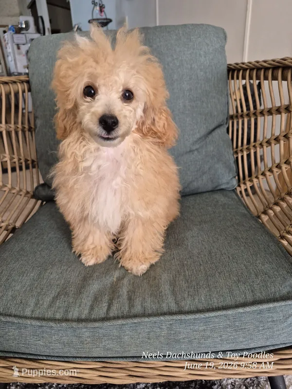 Fozzie🐻 Bear – Poodle - Toy  puppy for sale in Newberry, SC