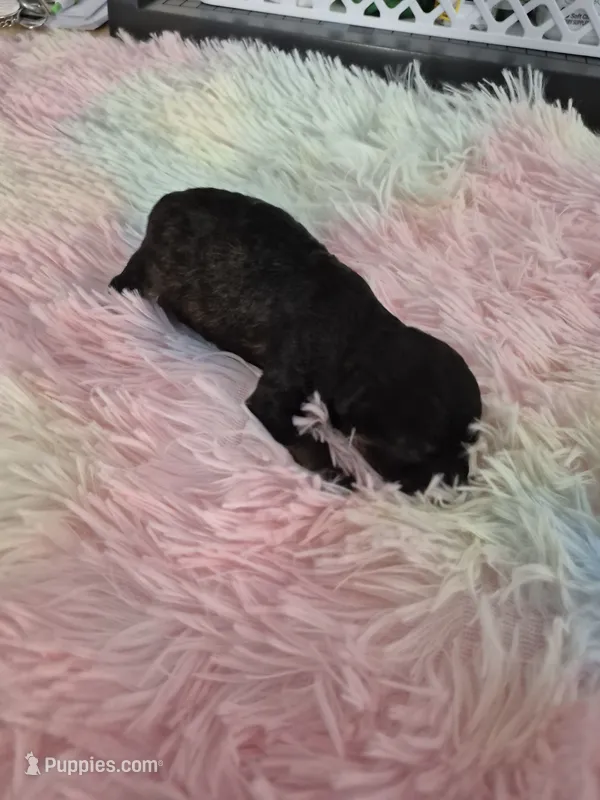 Auggie – Poodle - Toy  puppy for sale in Newberry, SC