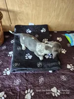 STELLA GRACE, a female Miniature Dachshund for sale in Newberry, SC – 6 of 7