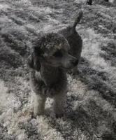 Lila, a female Poodle - Toy  for sale in Newberry, SC – 4 of 10