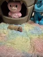 Ali, a female Poodle - Toy  for sale in Newberry, SC – Photo 2 of 5