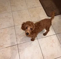 Jaz, a male Poodle - Toy  for sale in Newberry, SC – 3 of 3