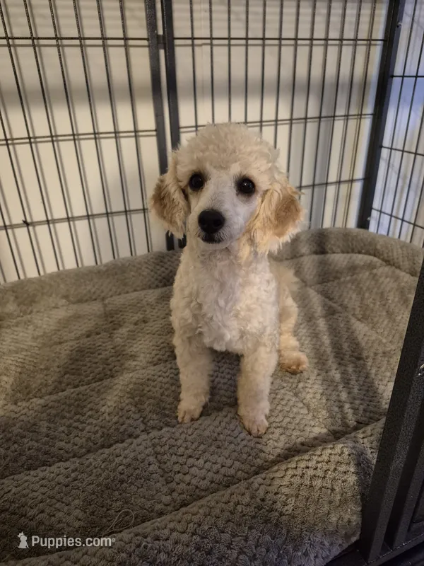 Fozzie Bear – Poodle - Toy  puppy for sale in Newberry, SC
