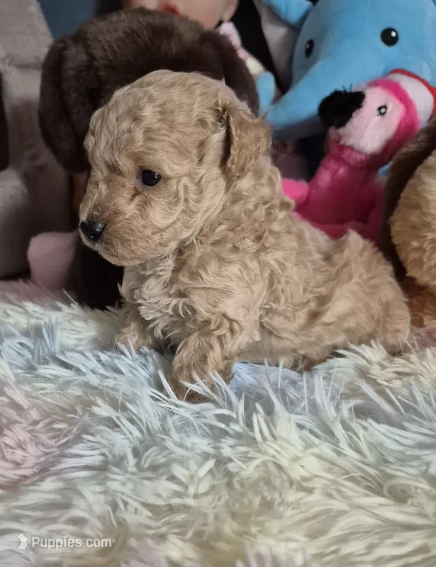 Ace – Poodle - Toy  puppy for sale in Newberry, SC