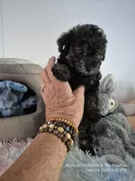 Diesel, a male Poodle - Toy  for sale in Newberry, SC – 1 of 10
