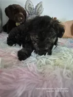 Diesel, a male Poodle - Toy  for sale in Newberry, SC – 5 of 10