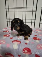 Tater, a male Dachshund for sale in Newberry, SC – 3 of 10