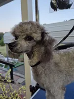 Lila, a female Poodle - Toy  for sale in Newberry, SC – 8 of 10