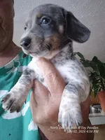 Stetson, a male Miniature Dachshund for sale in Newberry, SC – 7 of 7