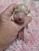 Snowflake, a female Poodle - Toy  for sale in Newberry, SC – Photo 5 of 10
