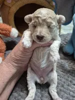 Snowflake, a female Poodle - Toy  for sale in Newberry, SC – Photo 6 of 10