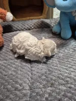 Snowflake, a female Poodle - Toy  for sale in Newberry, SC – Photo 10 of 10