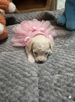 Snowflake, a female Poodle - Toy  for sale in Newberry, SC – Photo 1 of 10