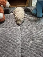 Snowflake, a female Poodle - Toy  for sale in Newberry, SC – Photo 8 of 10