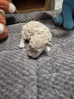 Snowflake, a female Poodle - Toy  for sale in Newberry, SC – Photo 2 of 10