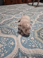 Snowflake, a female Poodle - Toy  for sale in Newberry, SC – Photo 3 of 10