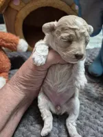 Snowflake, a female Poodle - Toy  for sale in Newberry, SC – Photo 4 of 10