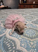 Snowflake, a female Poodle - Toy  for sale in Newberry, SC – Photo 7 of 10
