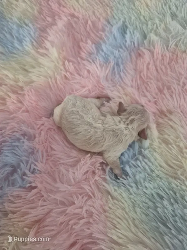 April – Poodle - Toy  puppy for sale in Newberry, SC