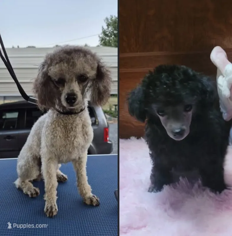 Lila – Poodle - Toy  puppy for sale in Newberry, SC
