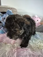Diesel, a male Poodle - Toy  for sale in Newberry, SC – 10 of 10