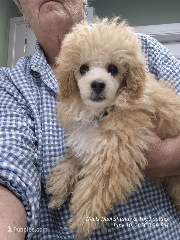 Sonny – Poodle - Toy  puppy for sale in Newberry, SC