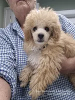 Sonny, a male Poodle - Toy  for sale in Newberry, SC – 1 of 6