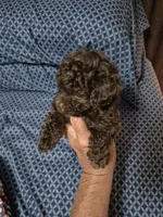 Yum Yum, a male Poodle - Toy  for sale in Newberry, SC – 4 of 5