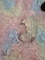 April, a female Poodle - Toy  for sale in Newberry, SC – 2 of 3