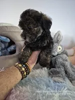 Diesel, a male Poodle - Toy  for sale in Newberry, SC – 4 of 10
