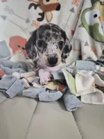 Joseph, a male Miniature Dachshund for sale in Newberry, SC – 7 of 8