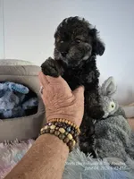 Diesel, a male Poodle - Toy  for sale in Newberry, SC – 3 of 10